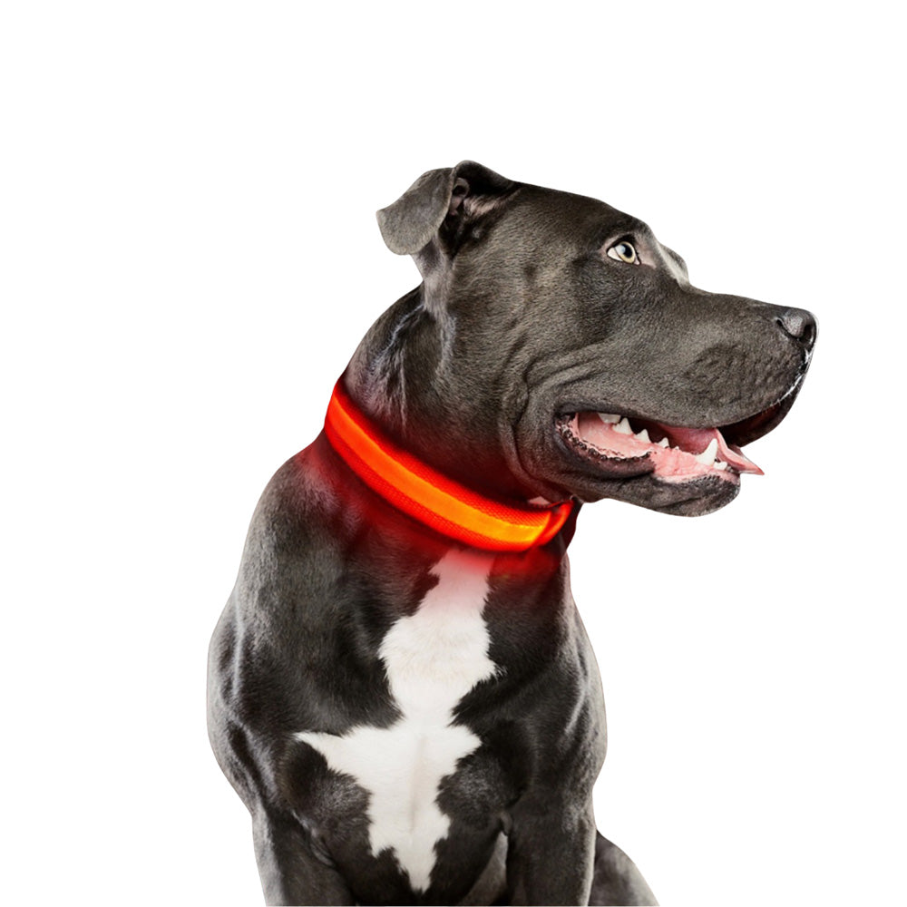 LED Leuchthalsband für Hunde "Fellnasenstube" | Wiederaufladbares USB-Halsband mit Blinkfunktion – Sicher, sichtbar & wasserdicht bis 12 Stunden